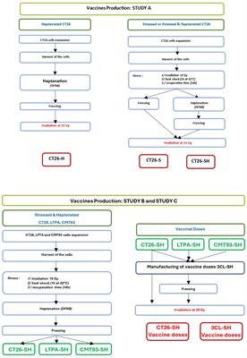 Efficacy of novel allogeneic cancer cells vaccine to treat colorectal cancer